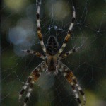 Tiger-the-spider-45-150×150