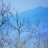 photodune-2965607-tree-and-mountain-in-winter-blue-xs-48×48