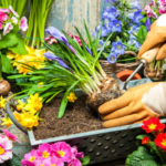 36879966 – gardening tools and flowers in the garden