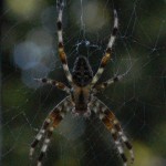 Tiger-the-spider-45-300×300